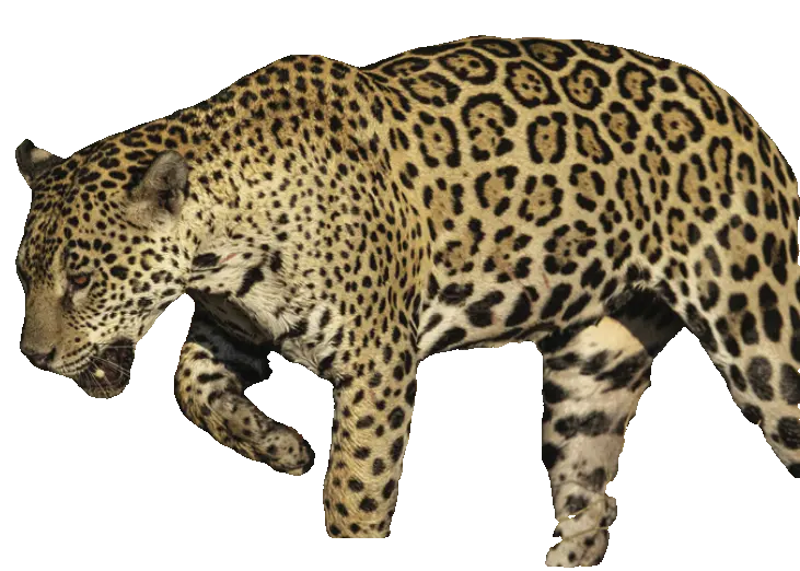 Bild eines Jaguars im Profil. Vom Hintergrund ausgeschnitten.