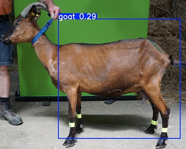 Ziege im Profil. Um die Ziege eine Bounding-Box.