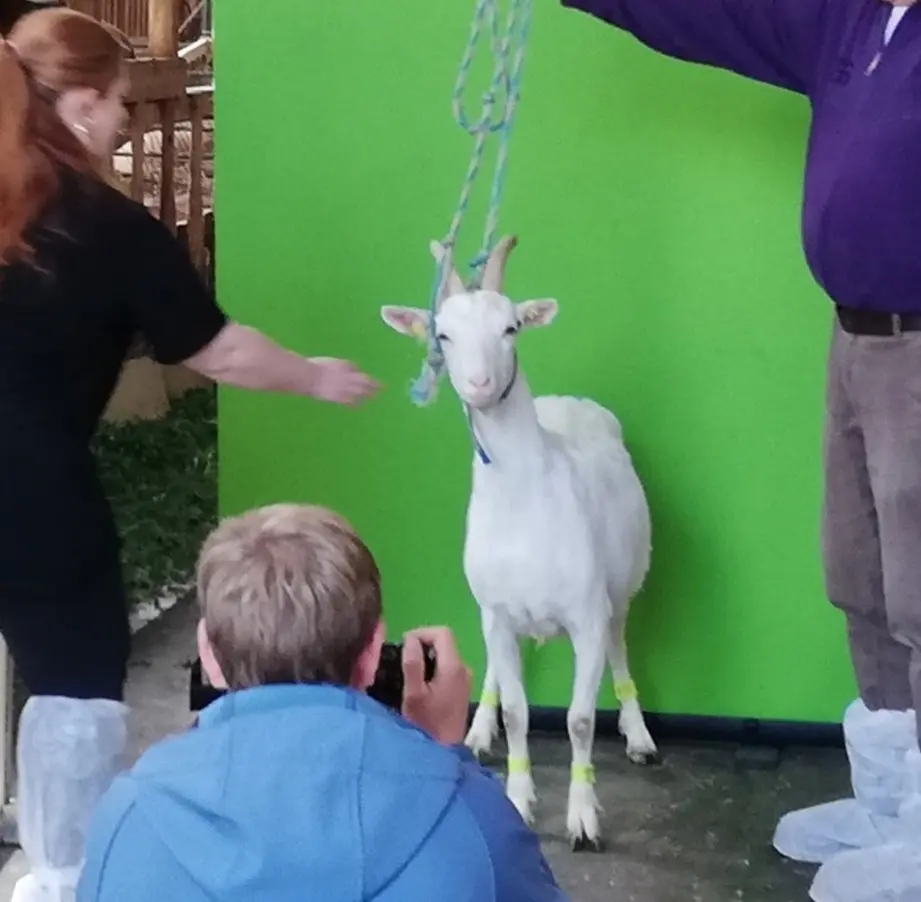 Foto einer Weißen Deutschen Edelziege vor einem Greenscreen