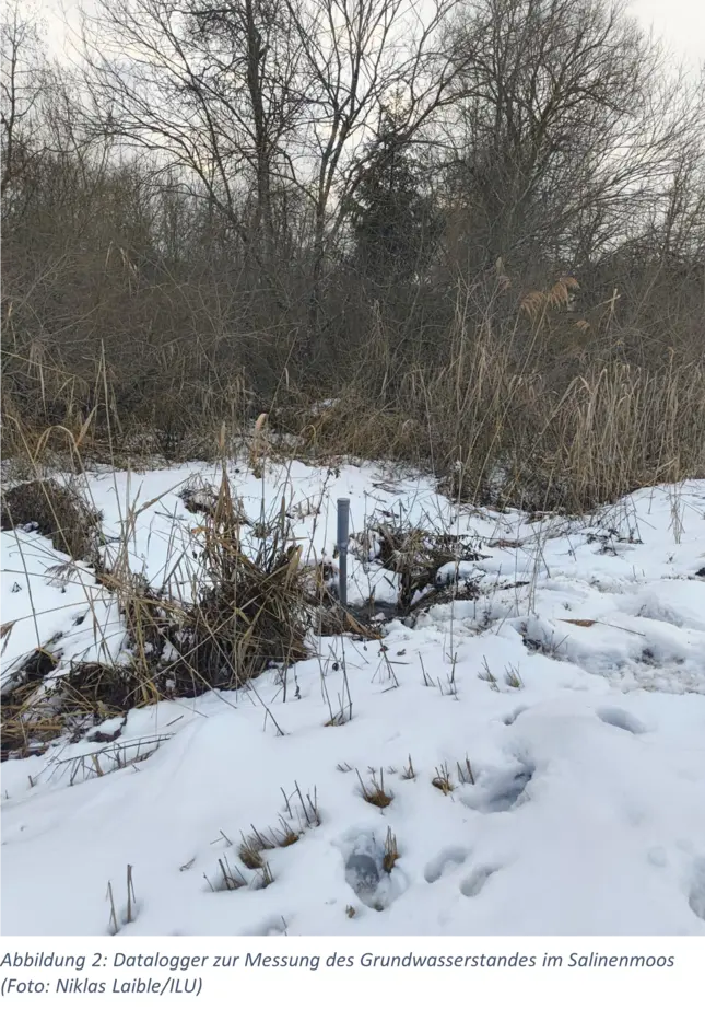 leicht verschneite Landschaft im Moor mit Pflanzen und Messgerät