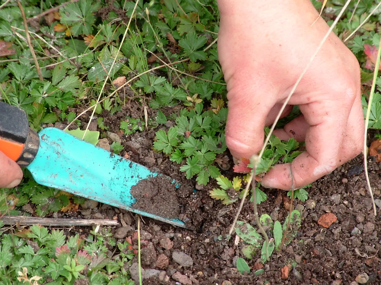 Hand mit Schaufel bearbeitet Gartenboden