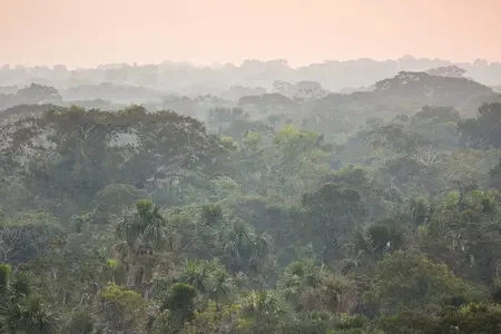 Regenwald in Ecuador (Foto: D. Almeida.Streitwieser)