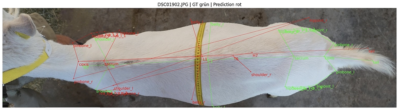 Foto einer Ziege von oben. Darauf Punkte, Wörter und Striche. Sie geben an, wie genau ein KI-Modell bestimmte Körperteile identifizieren konnte.