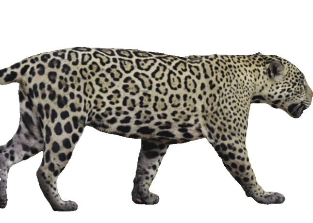 Bild eines Jaguars im Profil, freigestellt. 