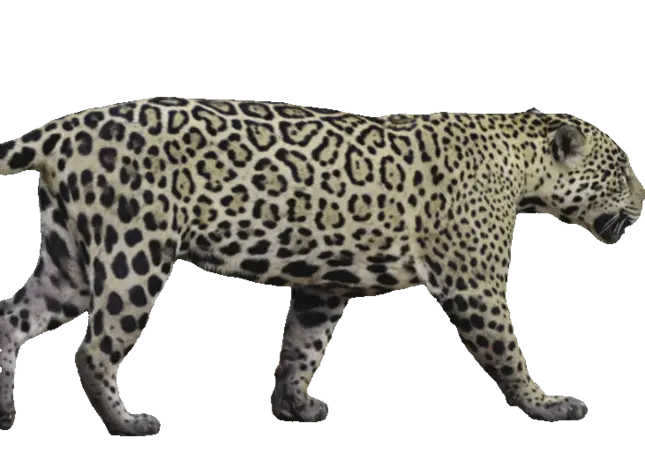 Bild eines Jaguars im Profil, freigestellt. 