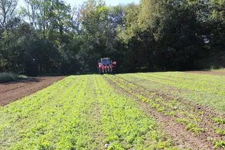 Traktor von hinten mit Hacke auf Feld mit Rübenkraut 