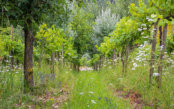 Weinrebenreihe mit kleinen Bäumen