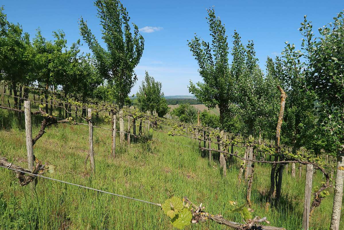 Agroforst im Weinbau VHS