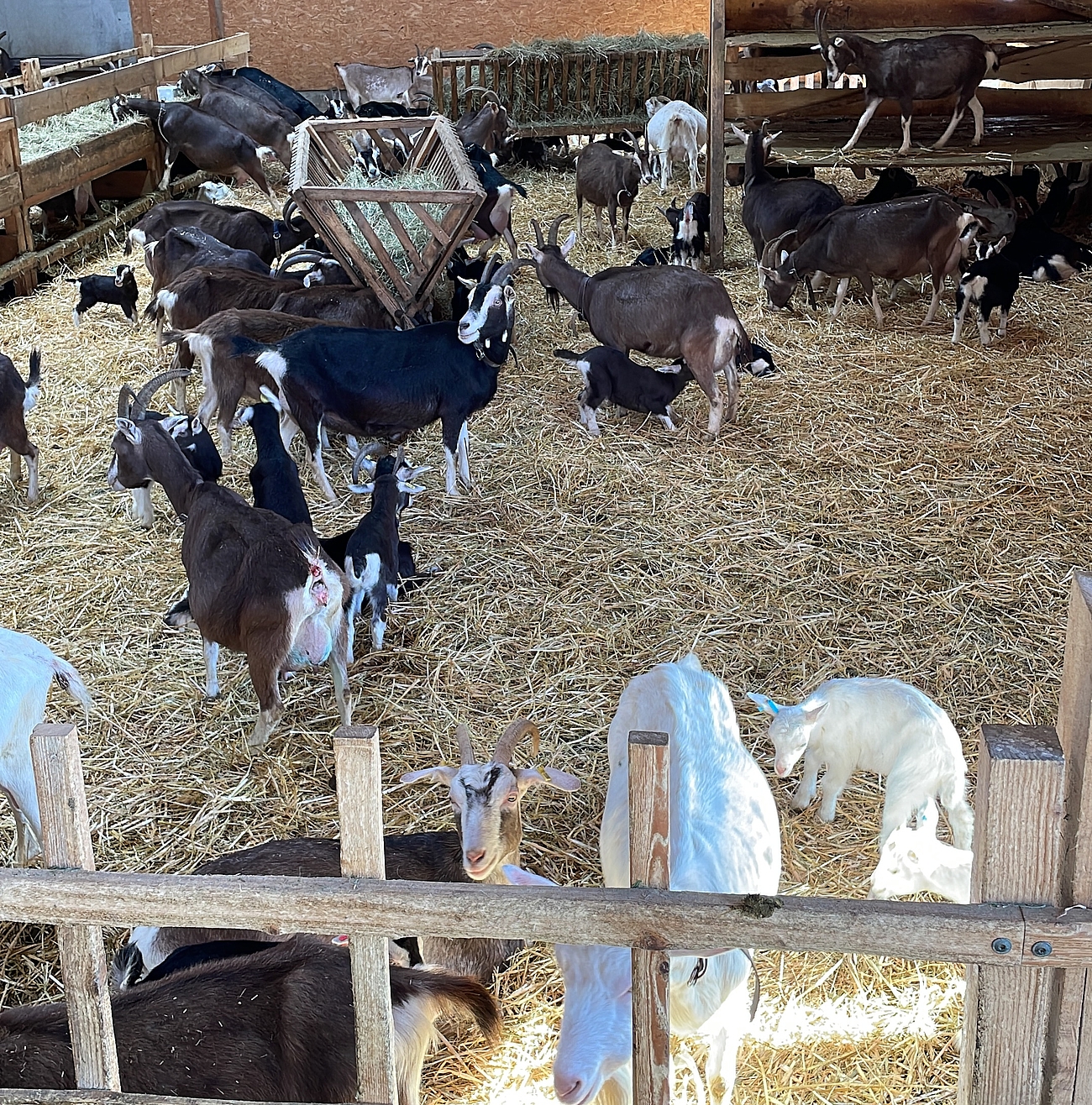 Bild von einem Ziegenstall.