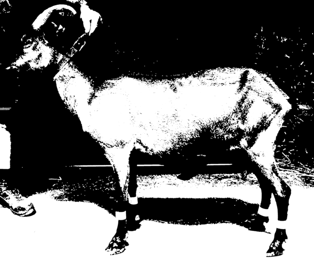 Ziege im Profil. Verändert - Dilatation (auf Otsu)