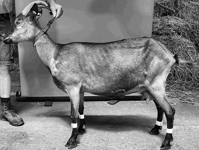 Ziege im Profil. Bild wurde mit CLAHE - Gray bearbeitet.
