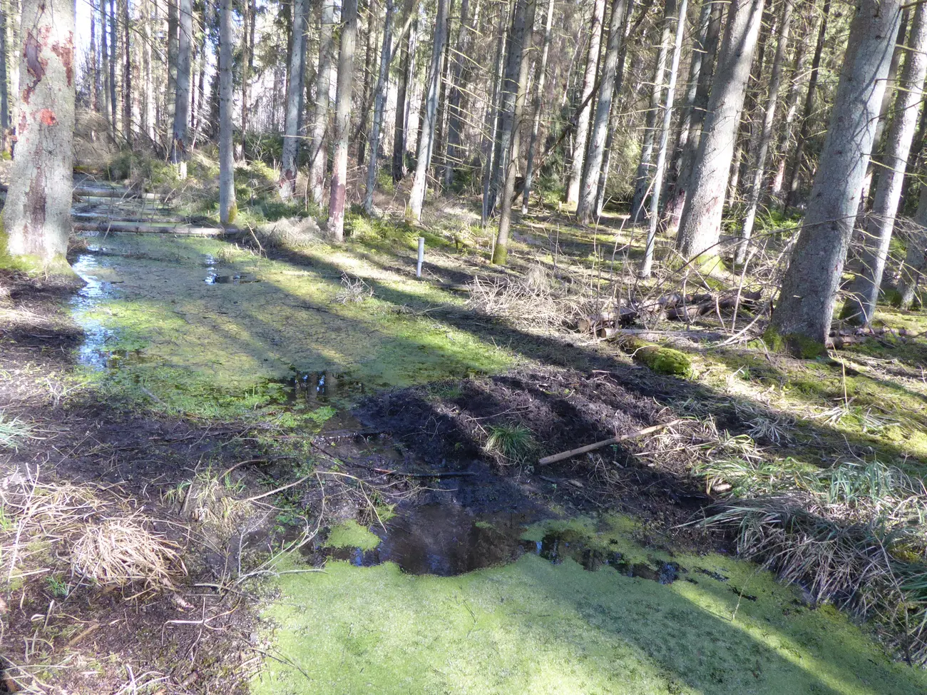 Moorbild im Wald 