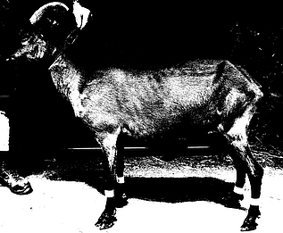 Ziege im Profil. Bearbeitet mit Otsu Threshold.