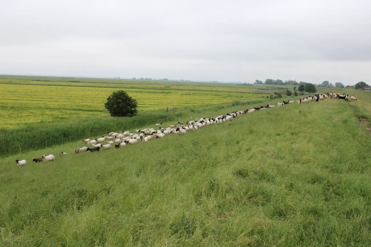Schafherde am Deich 