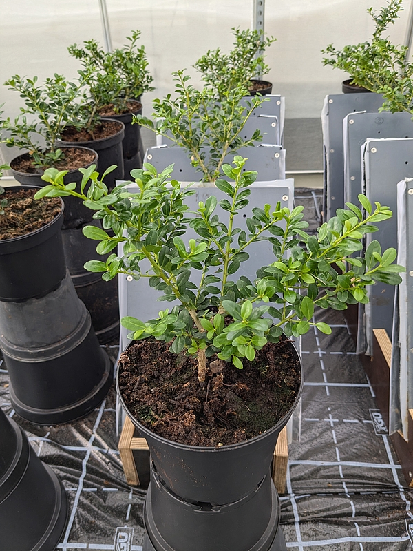 mehrer Töpfe mit kleinen Pflanzen