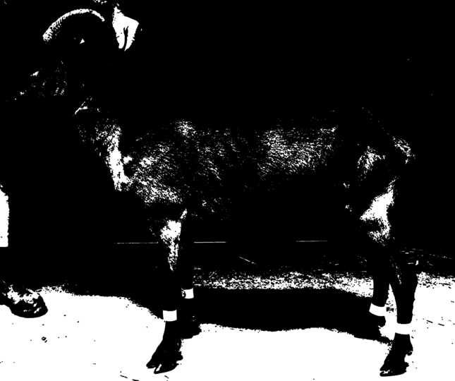 Ziege im Profil. Verändert - Erosion (auf Otsu)