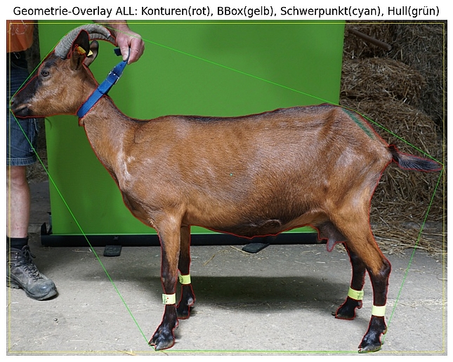 Ziege im Profil. Eingerahmt von Geometrie-Overlay.