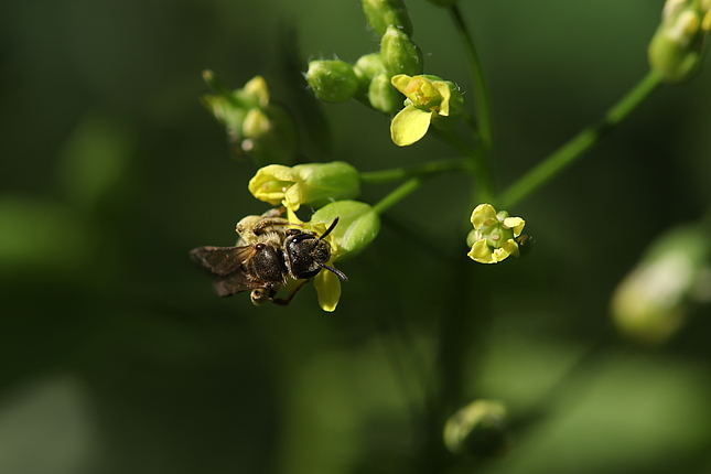 Furchenbiene auf Leindotter 