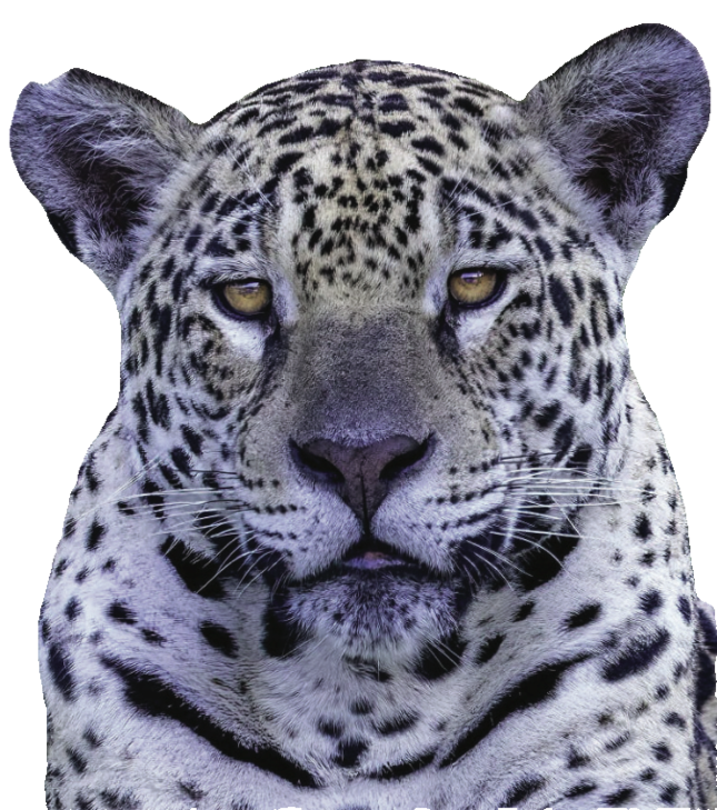 Freigestellter Kopf eines Jaguars.