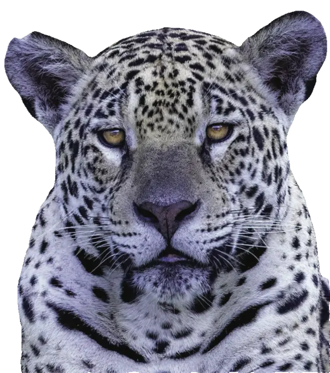 Freigestellter Kopf eines Jaguars.