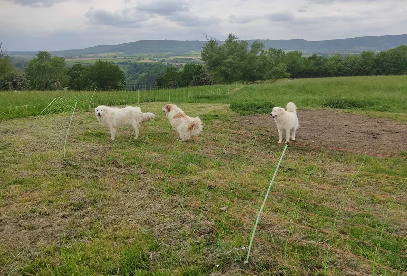 drei Hunde auf umzäunter Weide