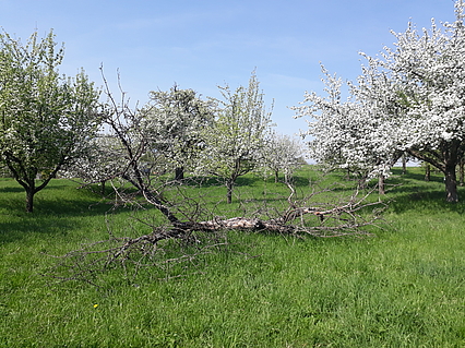 Streuobstwiese mit Totholz