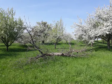 Streuobstwiese mit Totholz