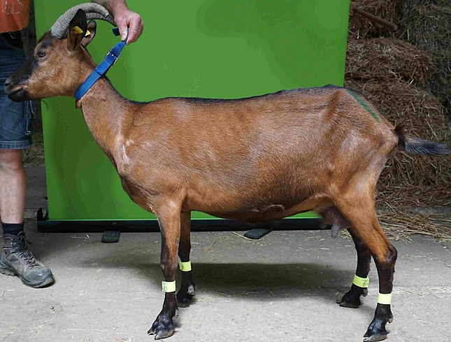 Ziege im Profil. Bild bearbeitet mit BilateralFilter.