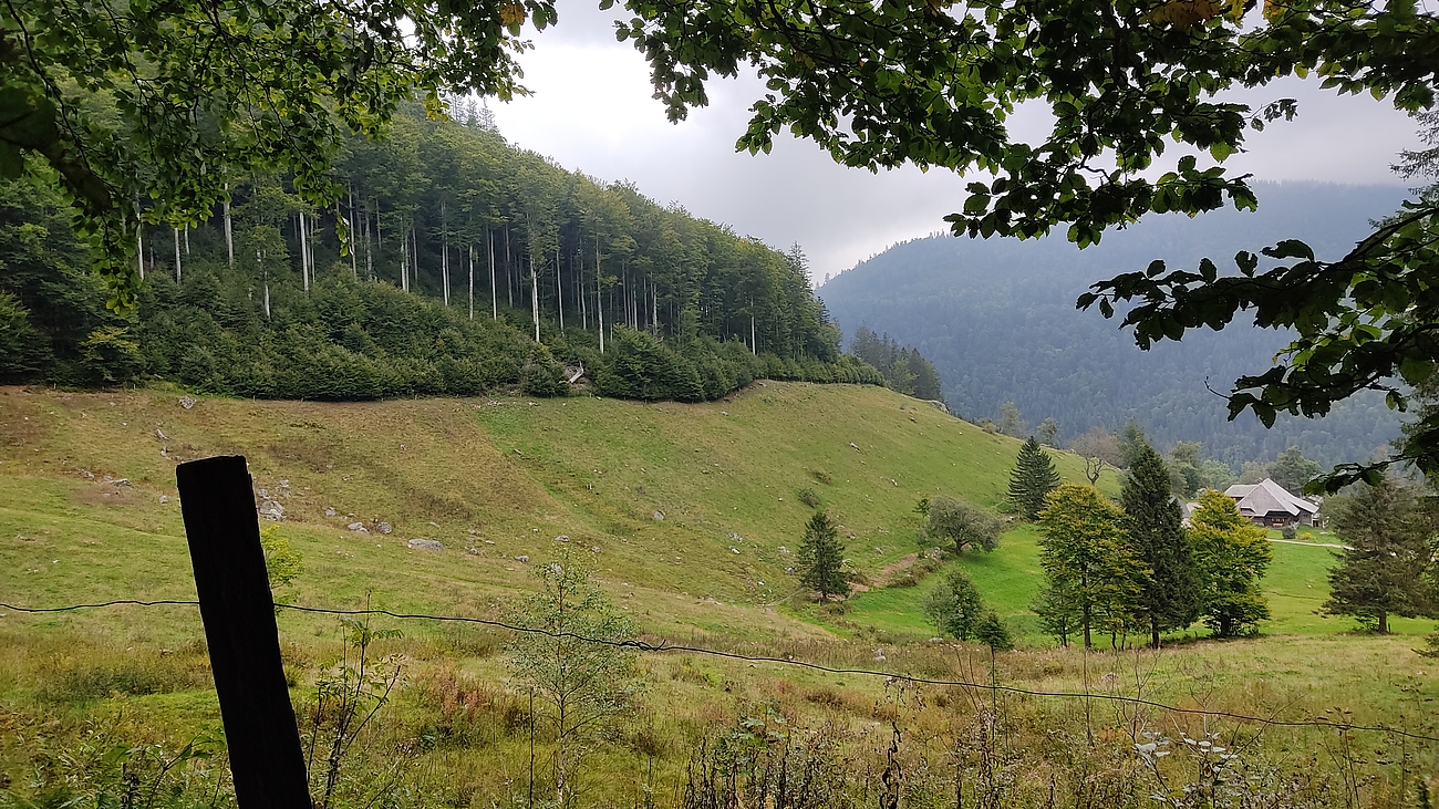 bewaldete Steilhang Landschaft 