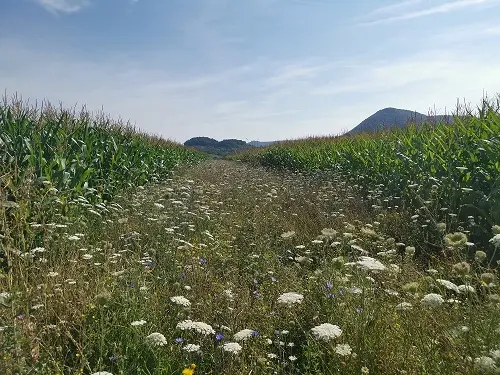 Blumenwiese mit Berg im Hintergrund