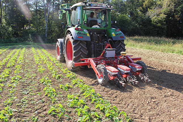 Traktor auf Rübenfeld mit der Sämaschine im Einsatz 