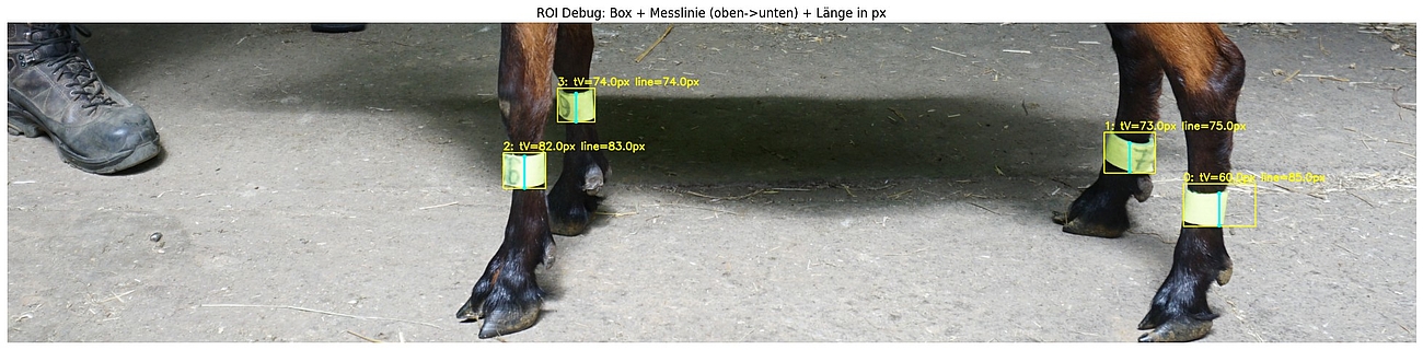 Beine einer Ziege mit Pixel- und Größendaten.