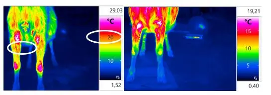Die Temperatur bei der verletzten Ziege im Karpalgelenk liegt bei 20 Grad Celsius 