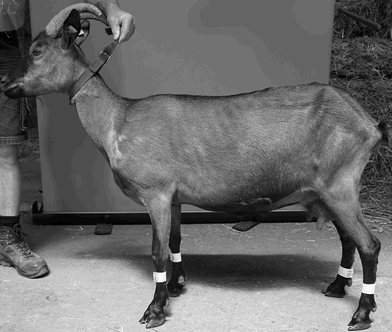 Ziege im Profil. Die Graustufen des Bildes wurden angepasst.