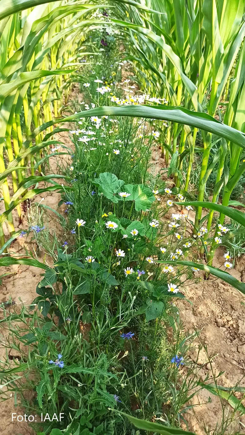 Maize with flowering undersown crops