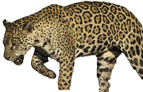 Bild eines Jaguars im Profil. Vom Hintergrund ausgeschnitten.