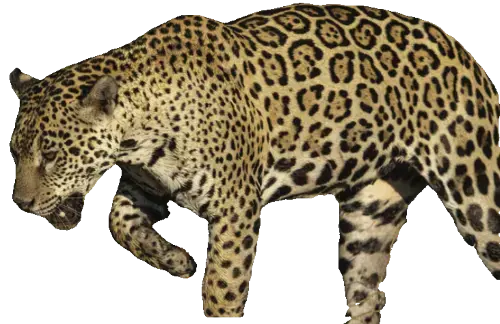 Bild eines Jaguars im Profil. Vom Hintergrund ausgeschnitten.