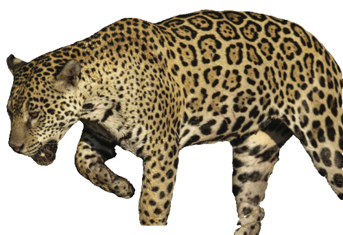 Bild eines Jaguars im Profil. Vom Hintergrund ausgeschnitten.