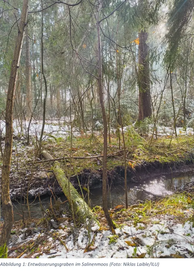 Wald mit Entwässerunggraben und Totholz