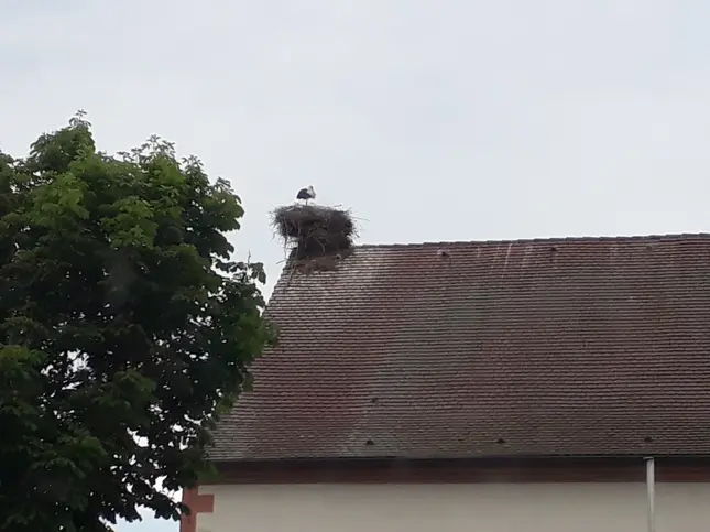 Storchennest