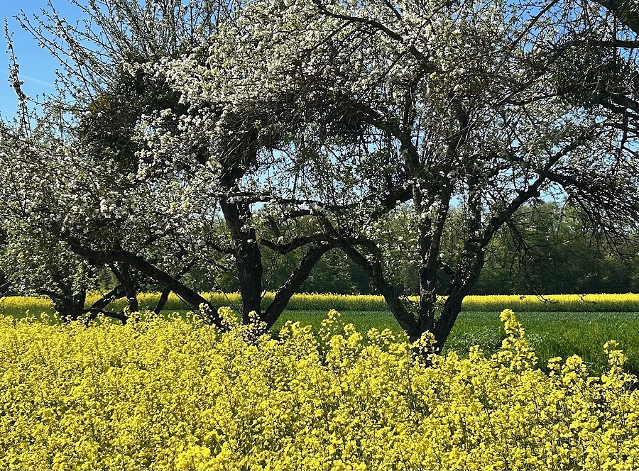 Blühende Obstbäume mit Rapsfeld im Vordergrund