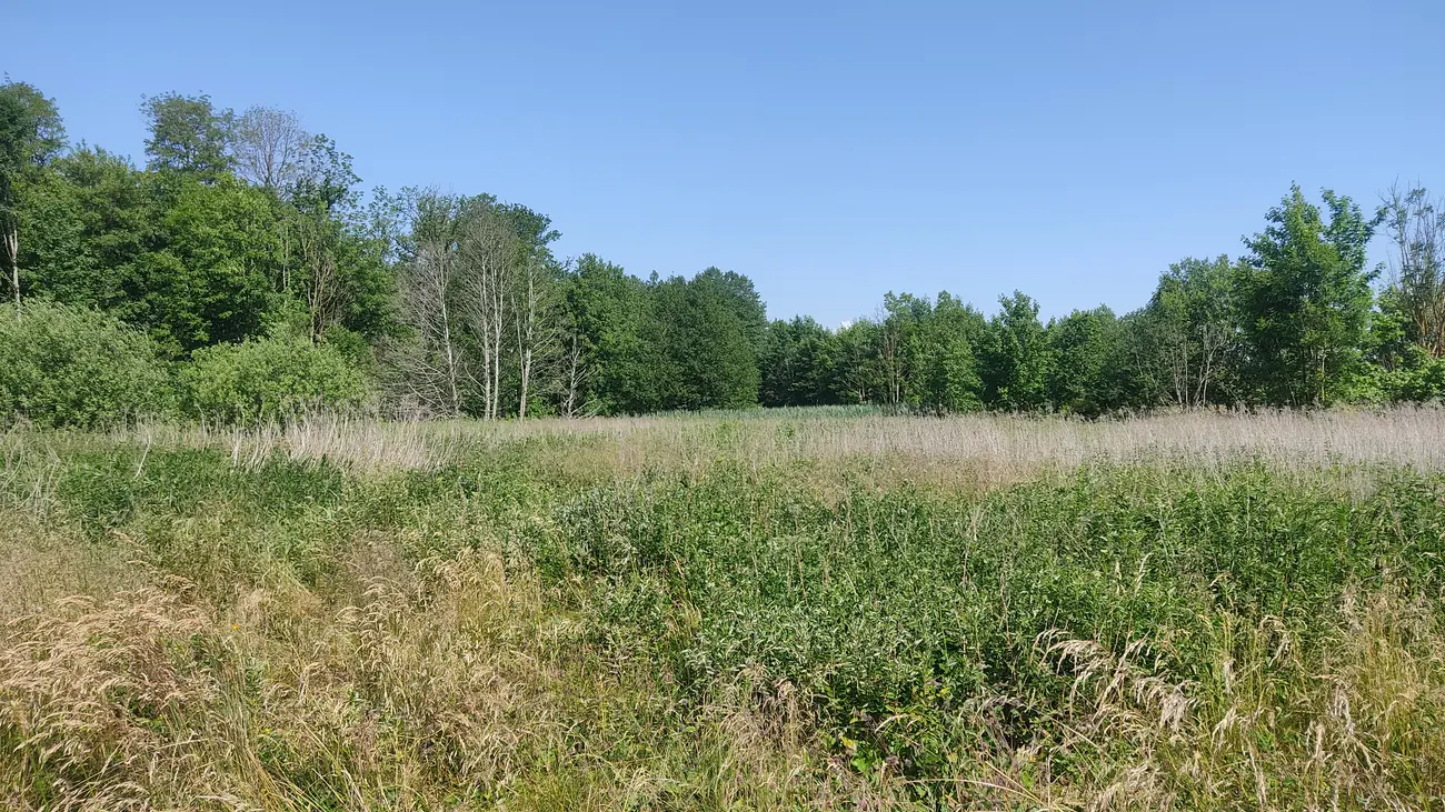 Moorlandschaft im Hintergrund bewaldet
