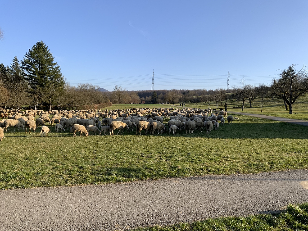 Sheep grazing in a green pasture 