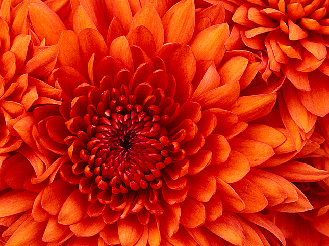 Chrysantheme
