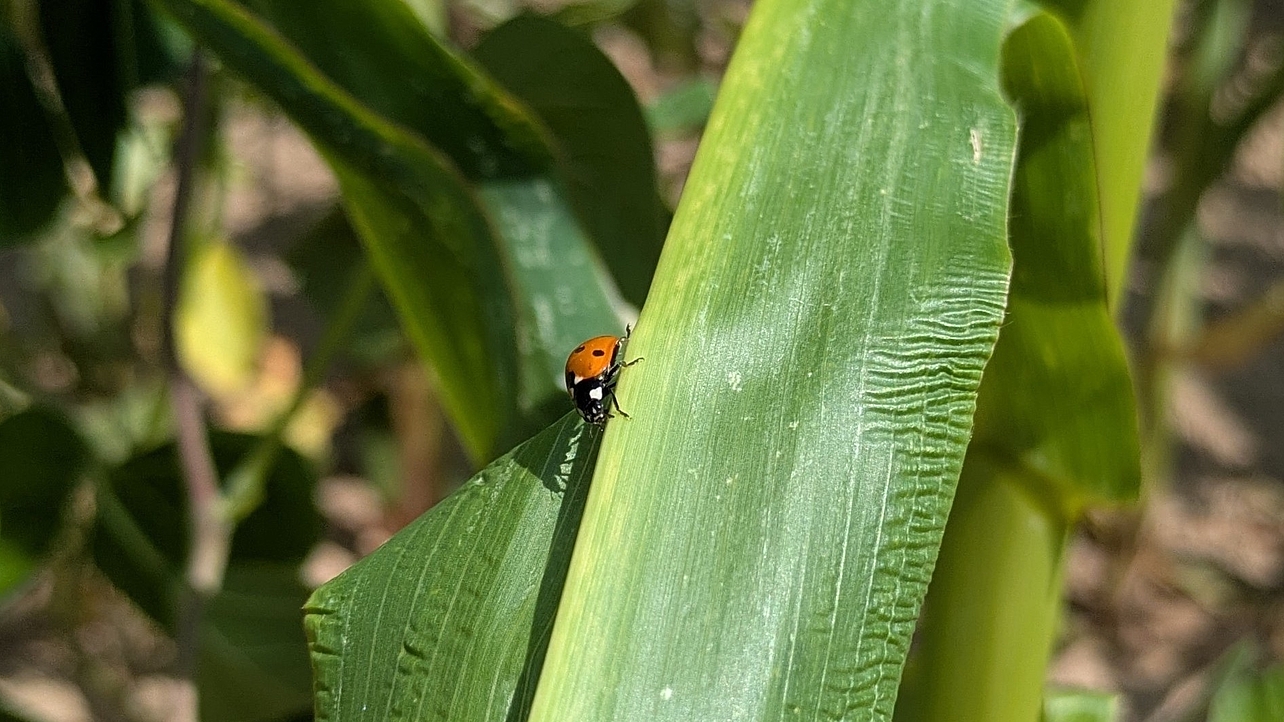 Marienkäfer auf einem Maisblatt