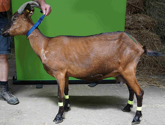 Ziege im Profil. Bild bearbeitet mit GaussianBlur.