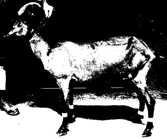 Ziege im Profil. Verändert - Closing (auf Otsu)