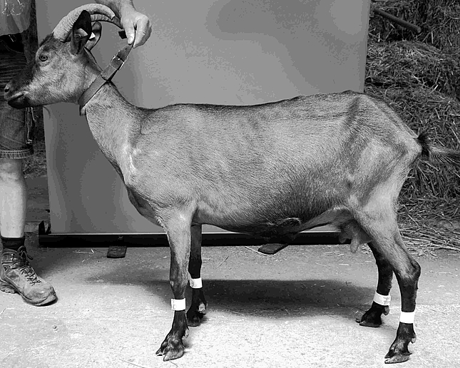 Ziege im Profil. Bild mit Histogramm-Equalisierung.