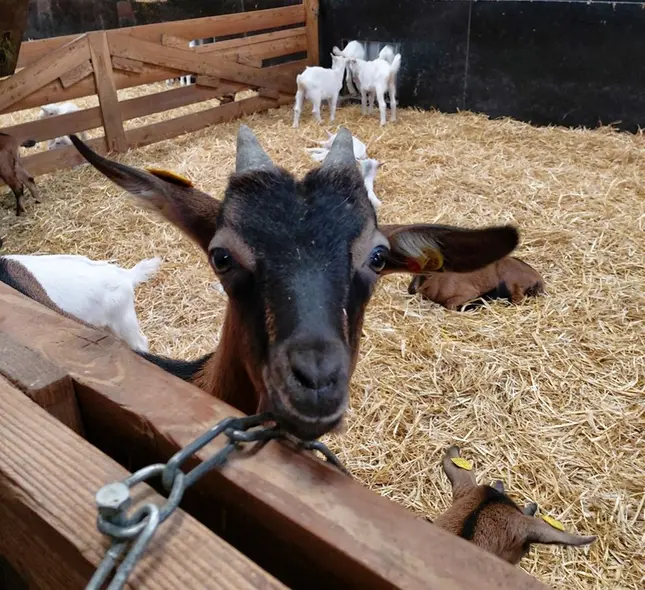 Foto eines Ziegenkitz.