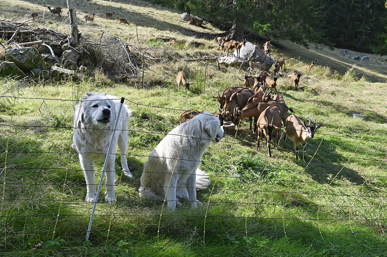 zwei Herdenschutzhunde mit Ziegenherde